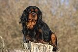 CAVALIER KING CHARLES 384